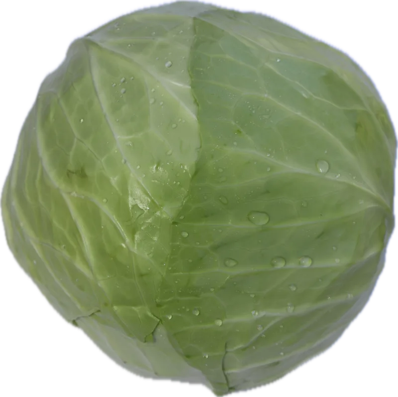 Kupus