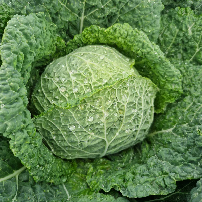 Kelj