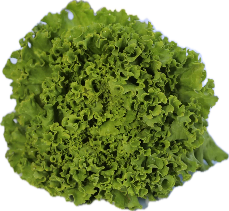 Kristalka salata