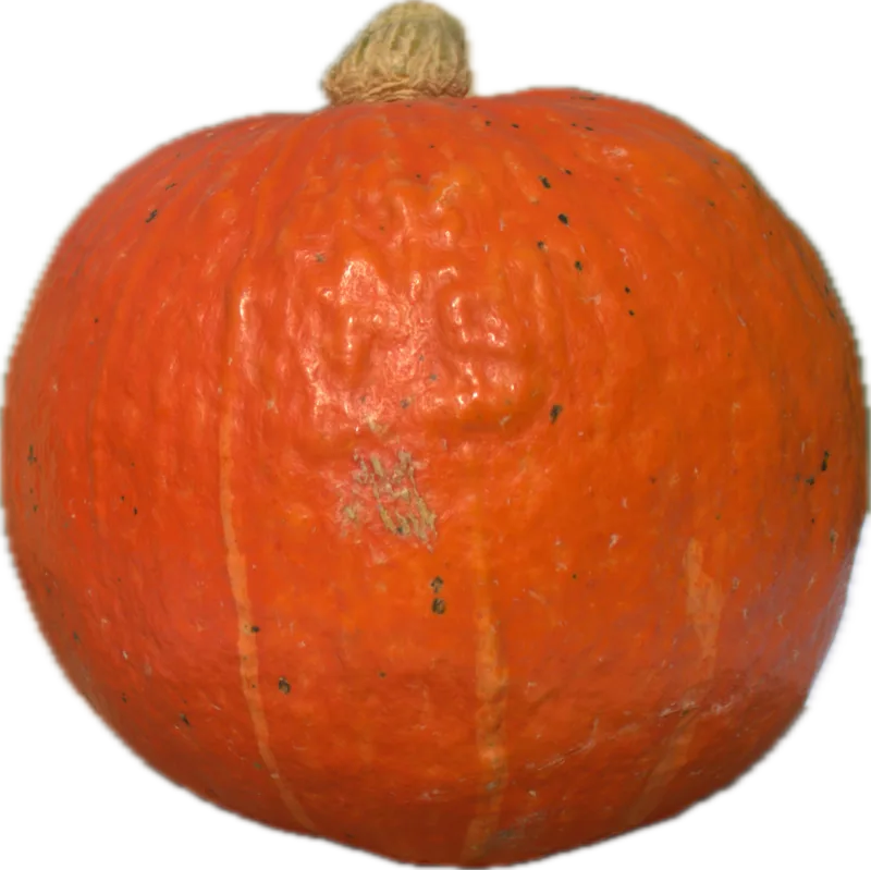 Bundeva